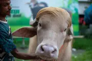 Búfalo albino 'Donald Trump' vira atração em zoológico de Bangladesh