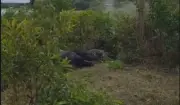 Búfalos morrem eletrocutados em Nhamundá, Amazonas