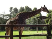 BH pagará R$ 450 mil por transporte de três girafas