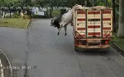 Boi foge de caminhão, fere homem e é abatido pela PM em MG