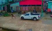 Boi foge durante embarque em porto improvisado no Amazonas e causa pânico