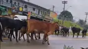 Boiada invade corredor BRT em Campinas e motorista flagra