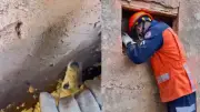 Bombeiros abrem muro para resgatar cachorro preso em Colatina