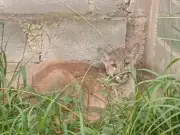 Bombeiros capturam onça-parda em terreno baldio de Campinas