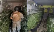 Bope encontra estufa de maconha e apreende armas na Maré