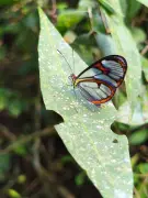 Borboleta-asa-de-vidro surge em parque do Rio com asas quase invisíveis