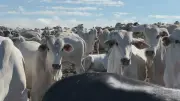 Brasil cria protocolo para exportar carne bovina à UE sem antimicrobianos