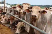 Brasil publica protocolo para certificar bovinos livres de antimicrobianos e retomar exportações à UE