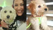 Busca por pets em Petrolina: tutores oferecem até R$ 2 mil de recompensa