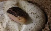 Butantan reproduz em cativeiro maior serpente peçonhenta das Américas