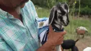Cabrito Messi conquista fãs em Kansas City durante a Copa