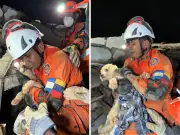 Cachorrinha resgatada com vida 5 dias após terremoto na Venezuela