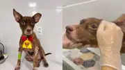 Cachorro arrastado por carro em Teresina continua internado e é apelidado de Castanha