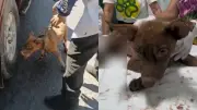 Cachorro arrastado por carro em Teresina é resgatado e tratado pela Apipa