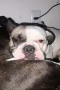 Cachorro Bruce baleado por PM em BH recebe alta hospitalar