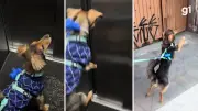 Cachorro 'cãoguru' viraliza ao andar em duas patas durante passeio