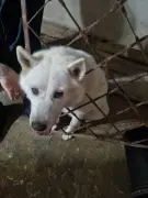 Cachorro com cabeça presa em grades é resgatado em Formiga