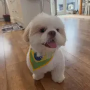 Cachorro de Rayan vai para creche na Inglaterra durante a Copa