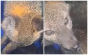 Cachorro-do-mato é resgatado de tubulação em escola de Jundiaí