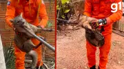 Cachorro-do-mato resgatado dentro de casa em Cáceres é solto na mata