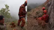 Cachorro fica 17 horas ao lado de bombeiros durante resgate de tutor no CE