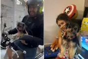 Cachorro furtado em São Vicente é devolvido à família após repercussão
