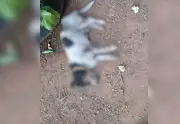 Cachorro morre atacado por pitbulls em Palmas; idosa tutora está abalada
