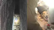 Cachorro preso entre paredes é resgatado em Coroatá, MA