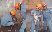 Cachorro resgatado após ficar preso em muro em Serrana