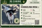 Cadela adotada por pedreiros ganha crachá e vira mascote de hospital