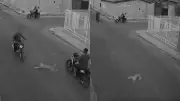 Cadela atropelada por moto no Piauí; tutor suspeito de maus-tratos