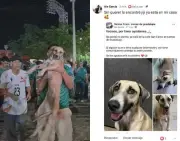 Cadela desaparecida é encontrada após aparecer em festa da Copa 2026