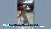 Cadela Margarida morta a tiros em Tucumã; suspeito tem prisão pedida