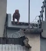 Cadela pitbull sobe em telhados e invade casas em Arapiraca