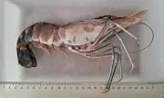 Camarão-gigante-asiático invade áreas protegidas no litoral de São Paulo