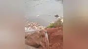 Caminhão cai de ponte no Rio Curuá-Una, no oeste do Pará