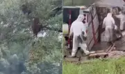 Caminhão com 24 milhões de abelhas tomba no Texas e isola bairro