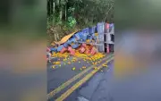 Caminhão com mexerica tomba na SP-079 em Tapiraí; frutas se espalham pela pista