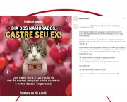 Campanha 'Castre seu ex' arrecada doações para castrar gatos
