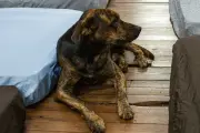 Campanha Cobertor Pet arrecada doações para aquecer cães e gatos em Campo Grande