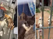 Campinas bate recorde de denúncias de maus-tratos a animais em 2025