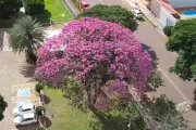 Campo Grande sanciona lei de proteção aos ipês, árvore símbolo da cidade