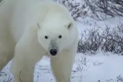 Canadá: um paraíso para observar ursos, baleias e alces na natureza