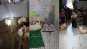 Canil clandestino com 150 cães em condições degradantes é descoberto em Paulista