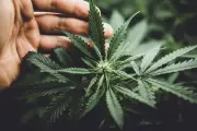 Cannabis pode aumentar testosterona e outros hormônios em jovens