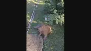 Capivara atropelada no Itanhangá é resgatada e levada ao CRAS