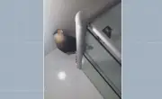 Carcará invade banheiro de apartamento em Jaboatão dos Guararapes