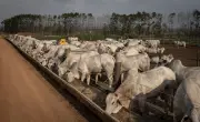 Carnes, suco de laranja e aeronaves ficam isentos de nova tarifa dos EUA