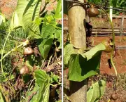 Cartilha da Epamig ensina cultivo do cará-do-ar, PANC versátil