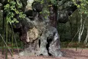 Carvalho de 1.200 anos da Floresta de Sherwood morre